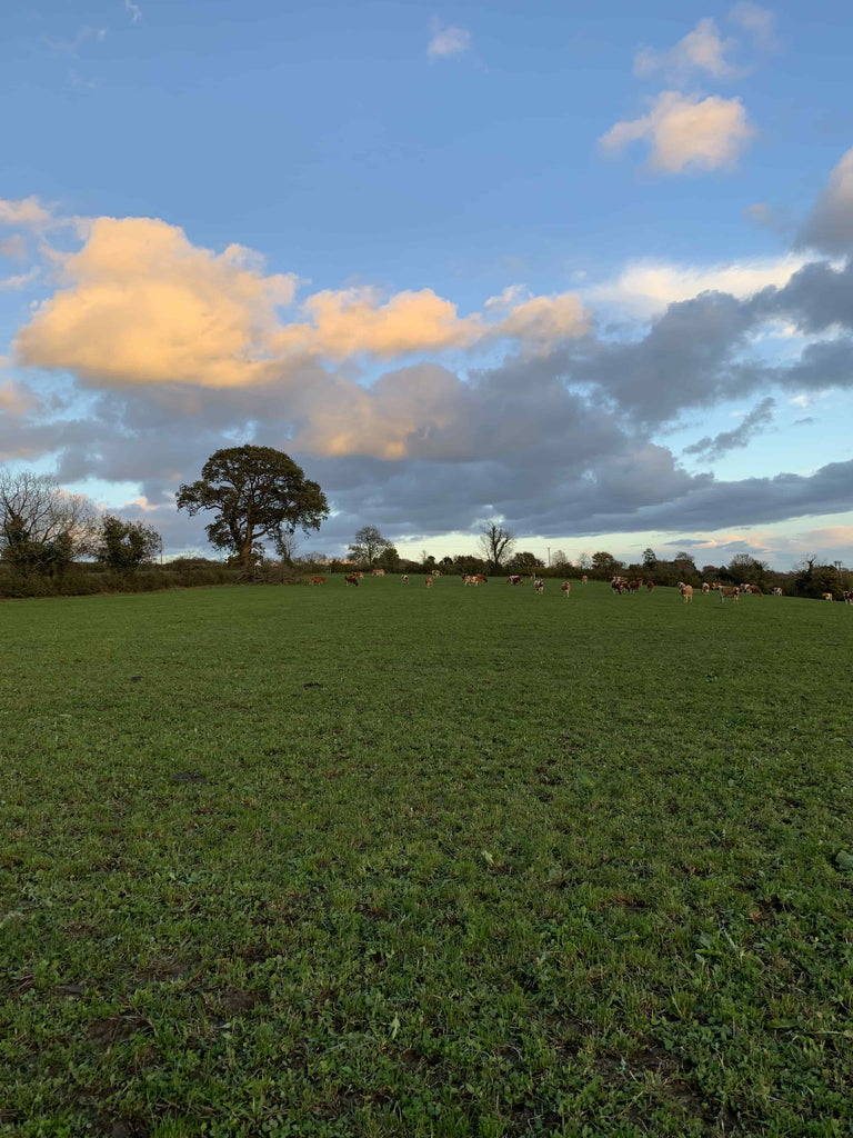 From City Life to Country Life