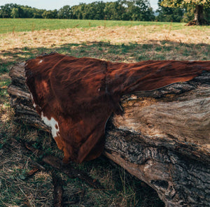 Cow Hide - Brown